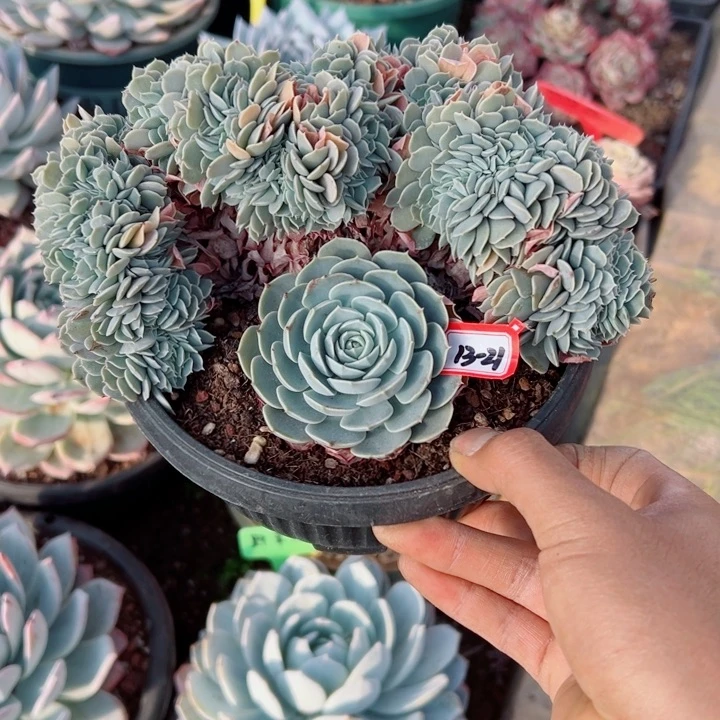 以*精品多肉植物老桩