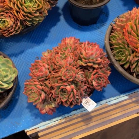 烟***肉1824佛洛瑞多肉