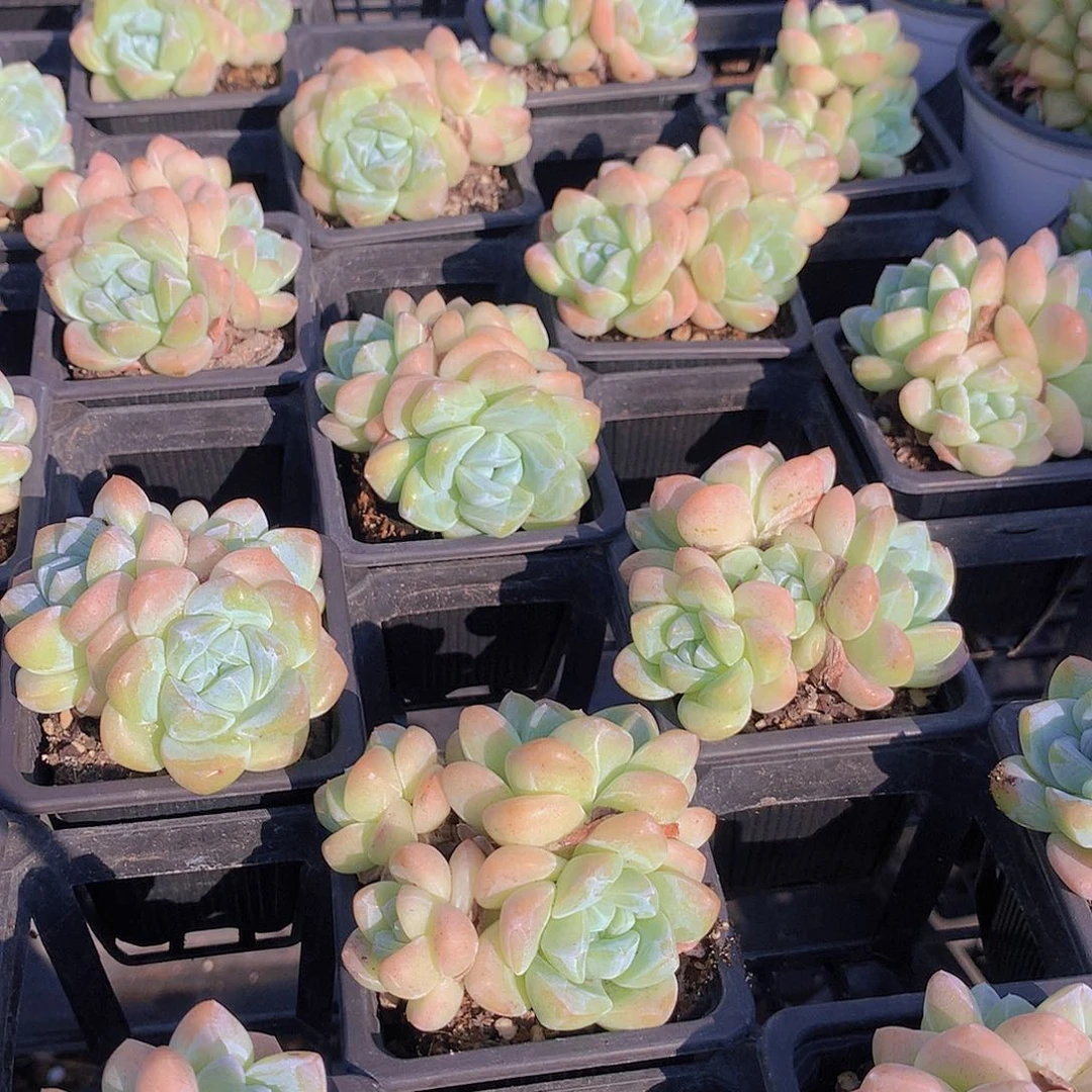 多头冰玉群23456788899