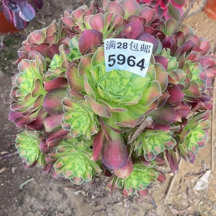 5964韶华多肉植物