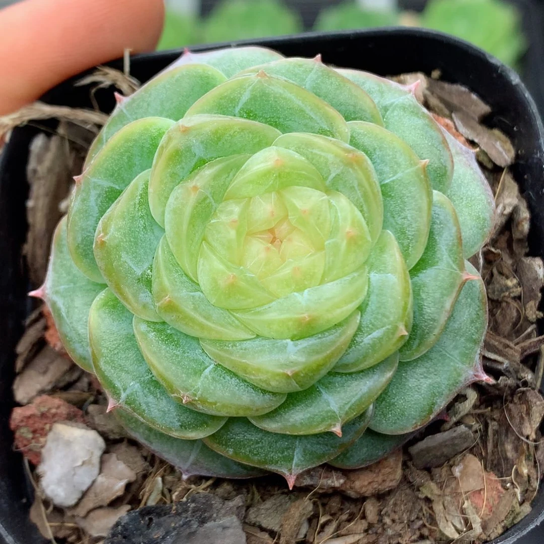 58包邮  群生不包整68