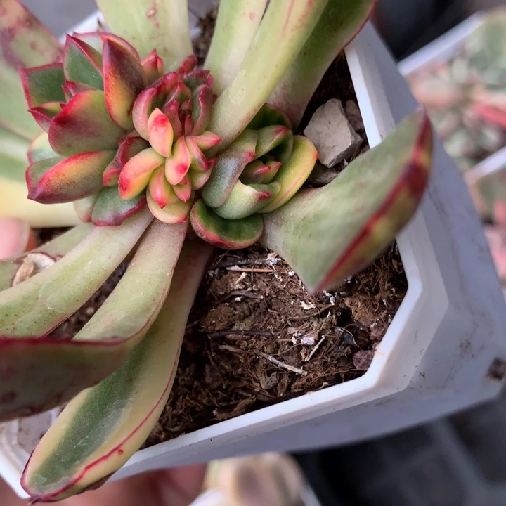 专拍链接多肉植物