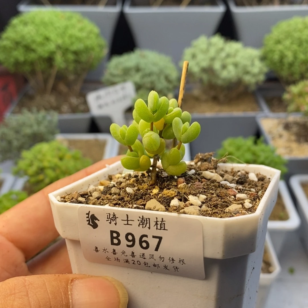 韵*阁967元宝多肉植物
