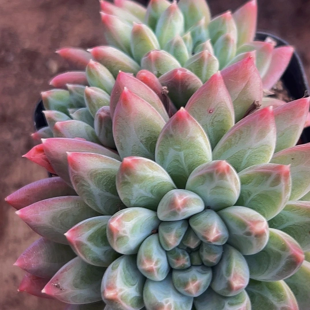 海蓝精品多肉美人系列