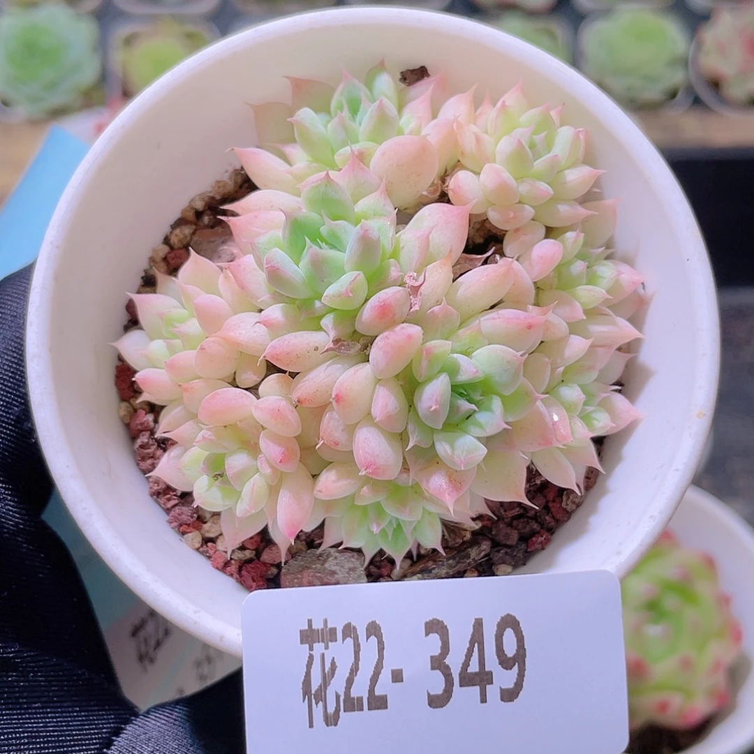 花利美22-349海王