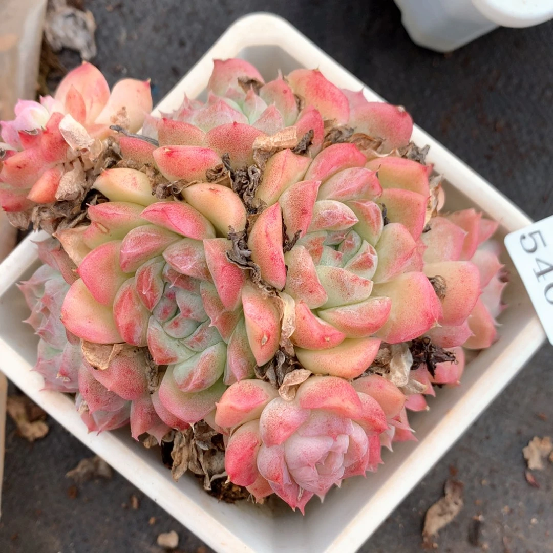 5400不包整散特价