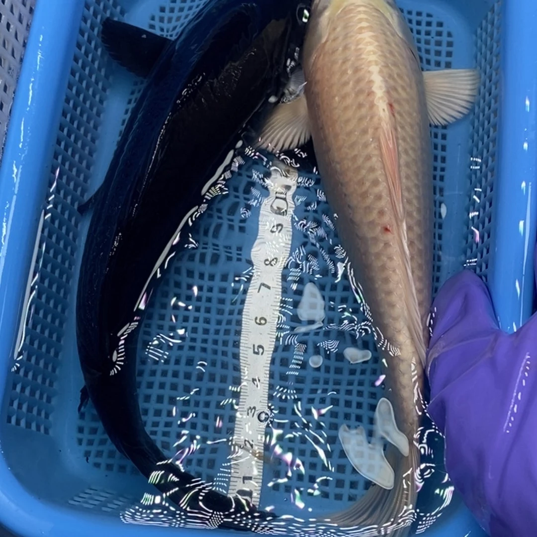 锦鲤冷水锦鲤包邮