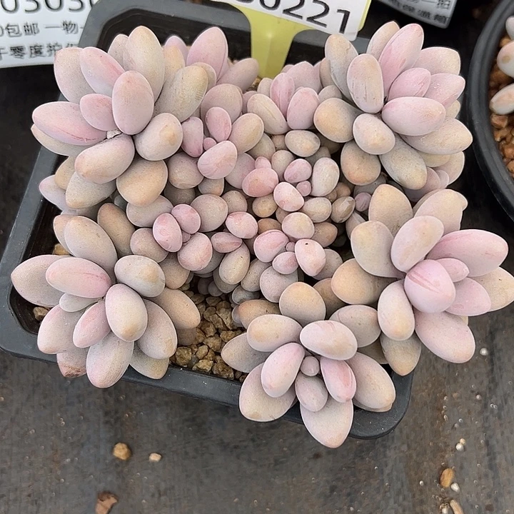 1230221 蜜朵莉美人群生19头