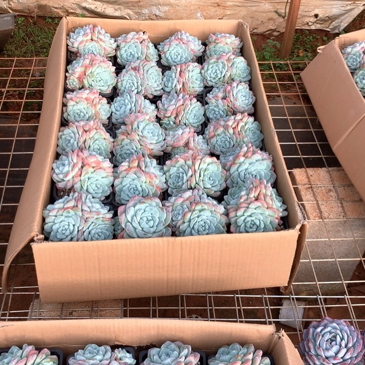 3头起群生冰玉两单包邮