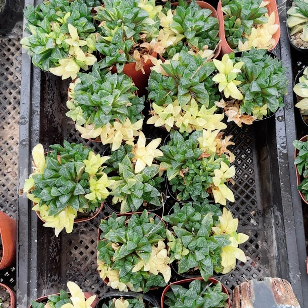 姬寿锦多肉植物一颗星
