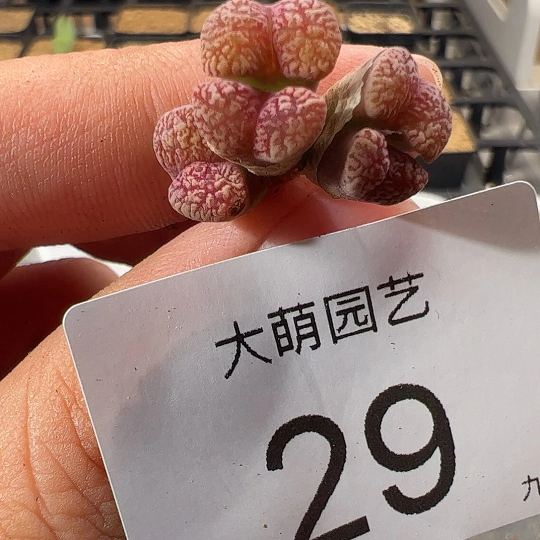 000029 一物一拍优选鸟哈尼