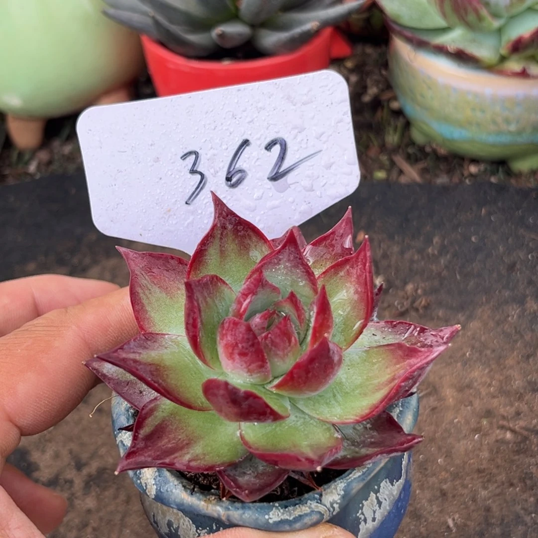 惊鸿仙子多肉植物362