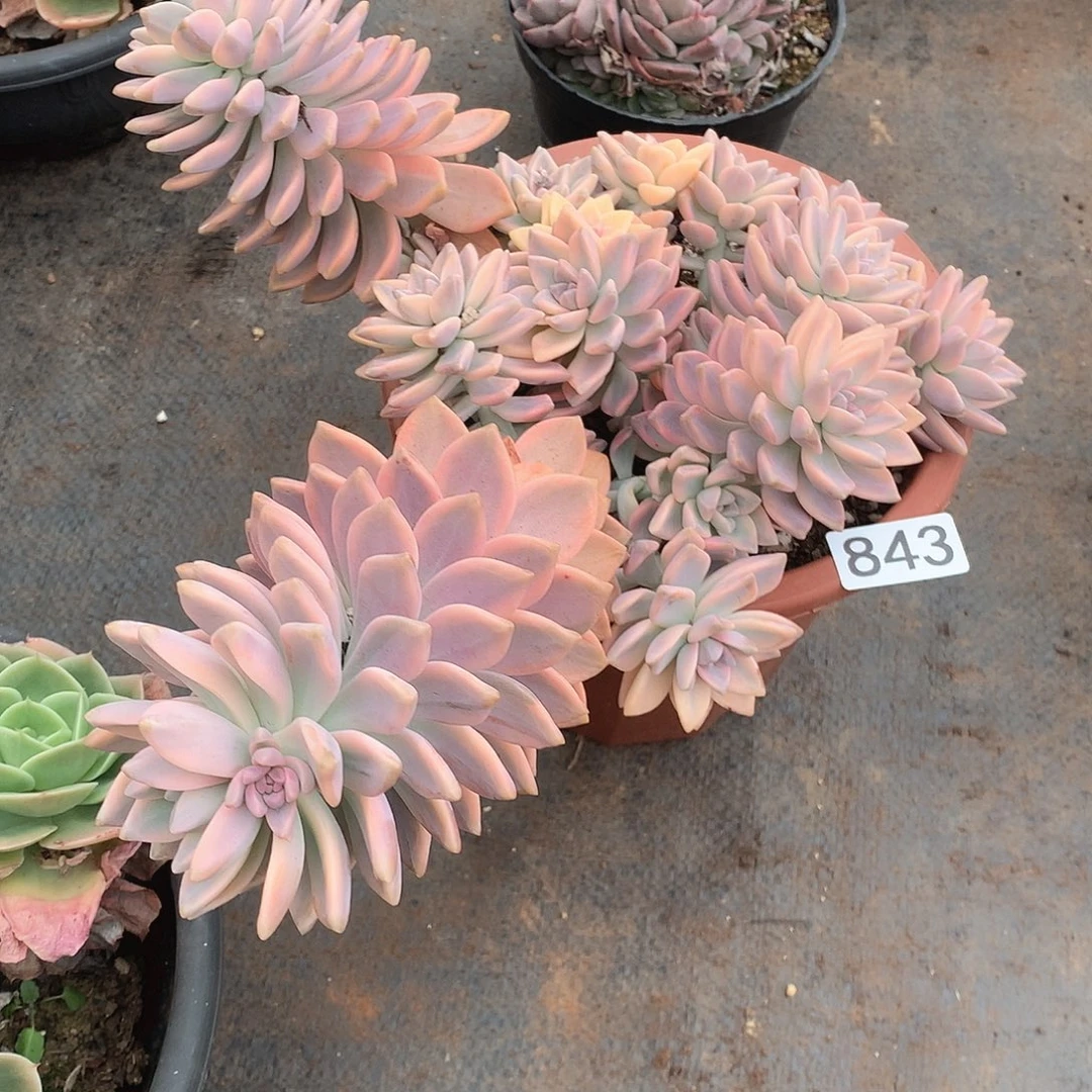 843淡雪锦 一物一拍多肉