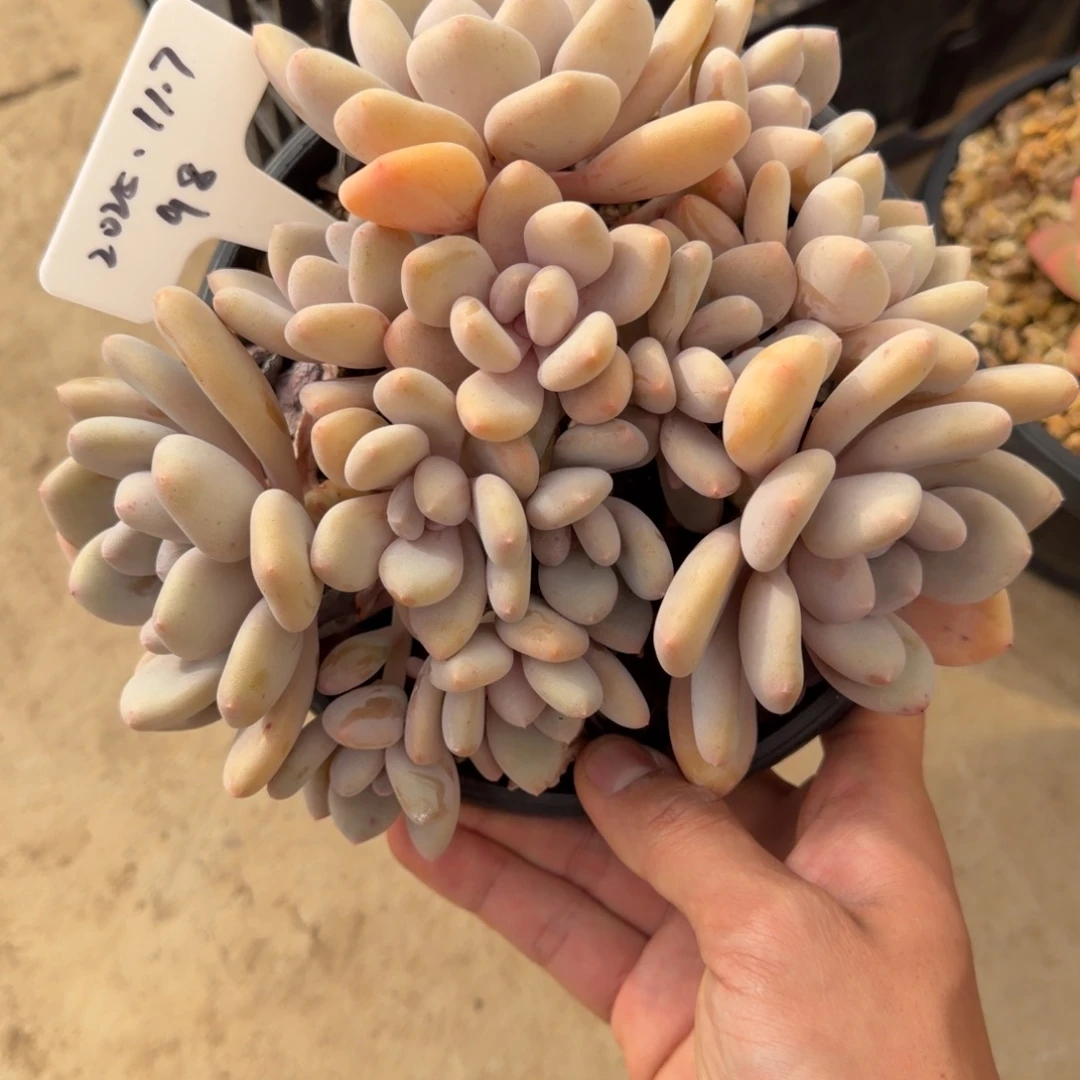 一物一拍三明治美人98