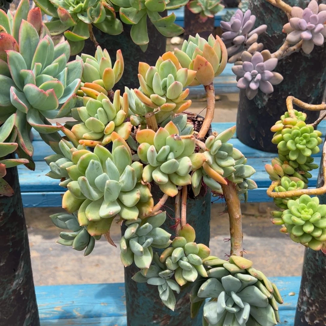 老桩海洋之歌裸肉