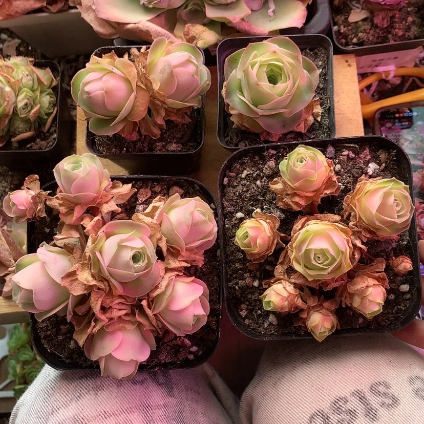 【闪购商品】墨*顷组合287