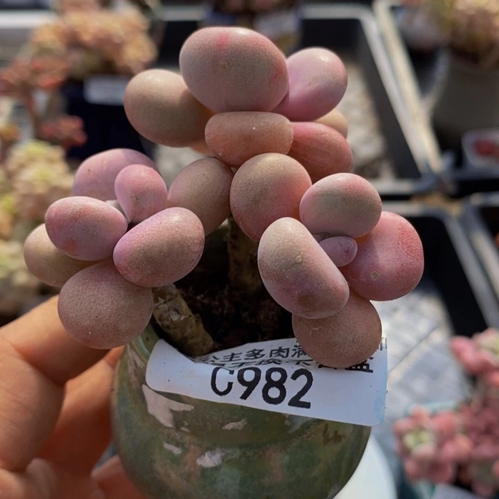 腰子桃蛋6cm982多肉