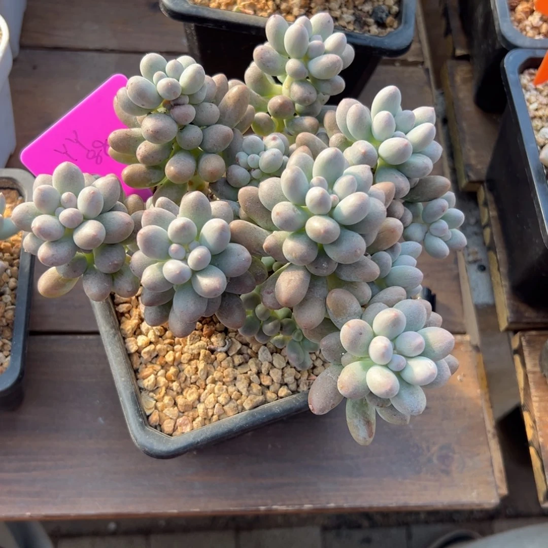 丫***丫桃花奶111111111111111