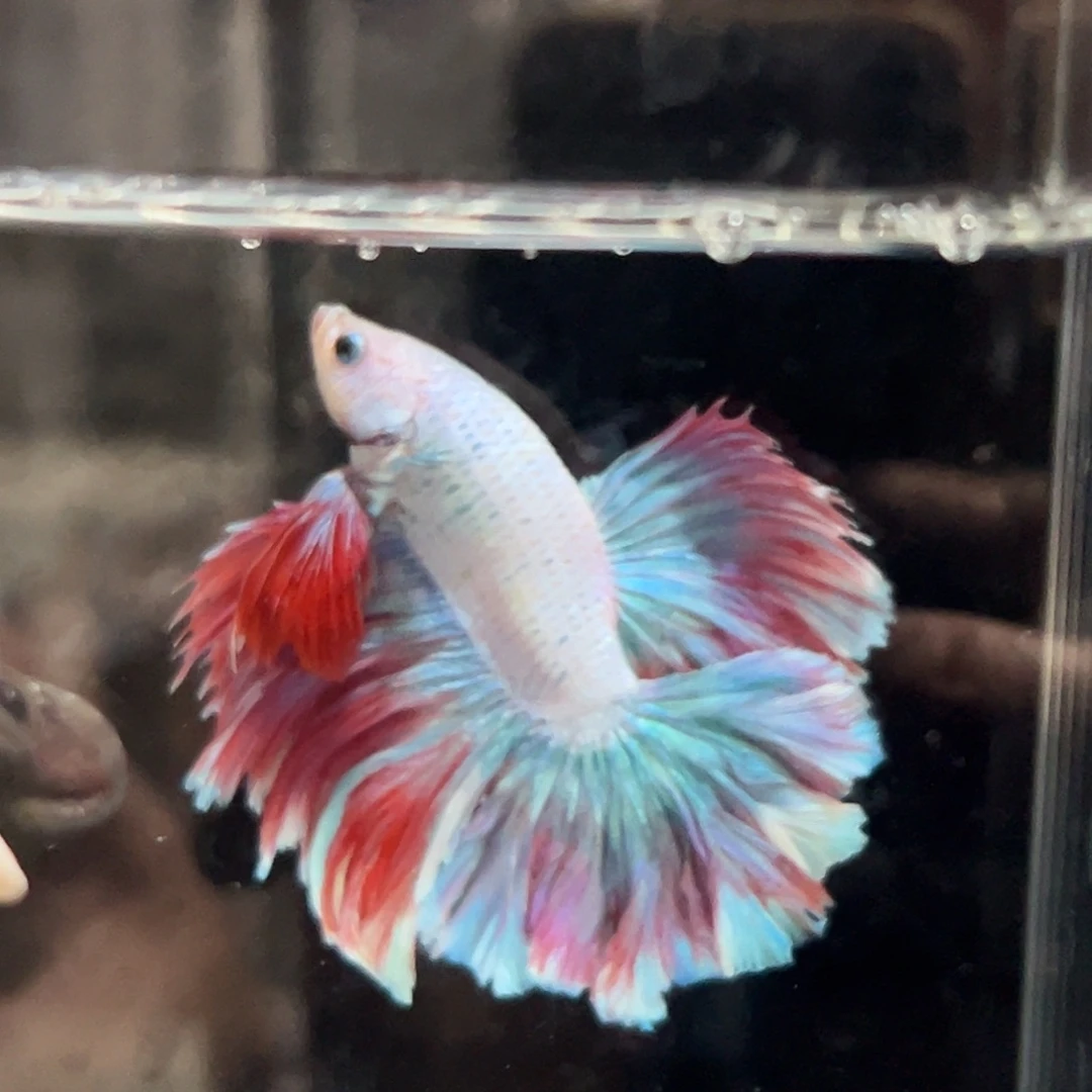 斗鱼21号破价出马卡龙花瓣尾