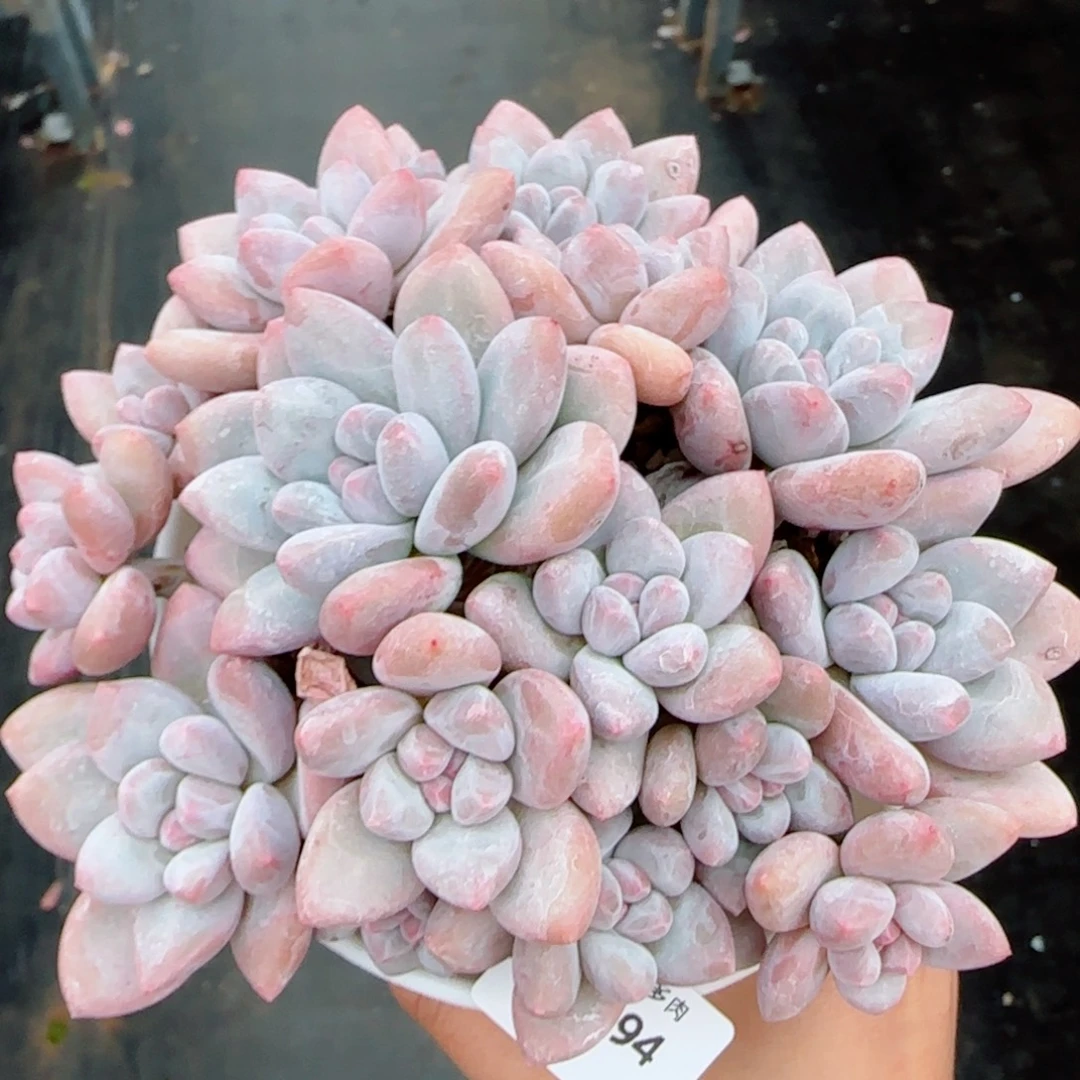 小脸香水无砍，7494多肉植物