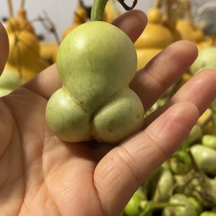 葫芦的颜色是蓝色的