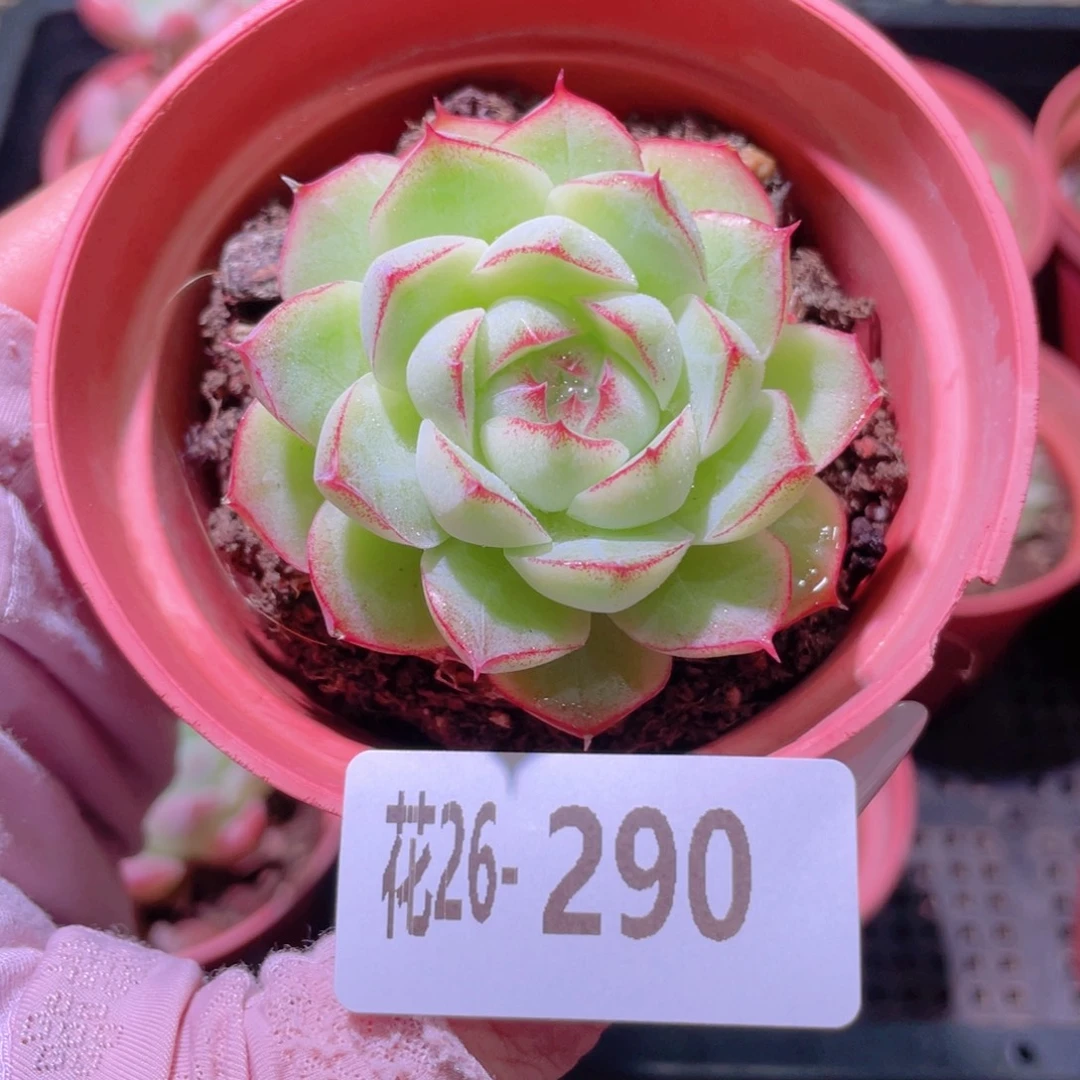 花利美26-290玫瑰仙子