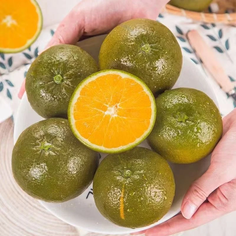 G湖北巴东黑美人巧克力棕橙包装应季现摘现发新鲜橙子5斤/9斤装