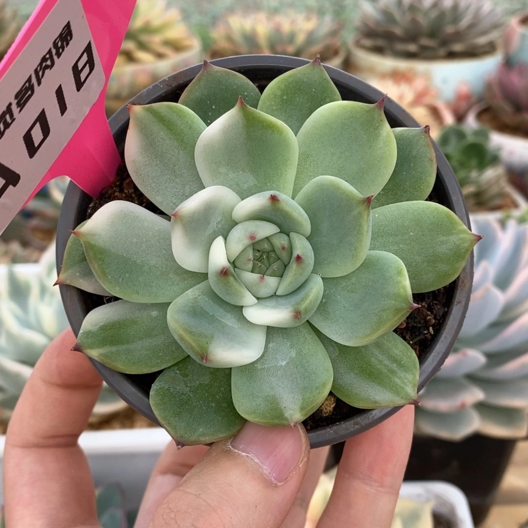 18单头吉娃娃锦肉肉