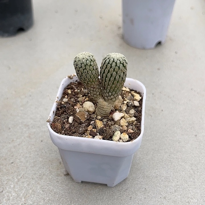 无花朵实生精巧殿仙人球