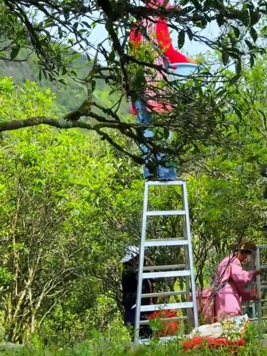 凤凰单丛茶乌岽稻花香50g（品鉴装）