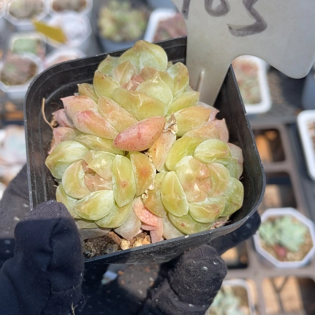 985泡影多肉植物保护