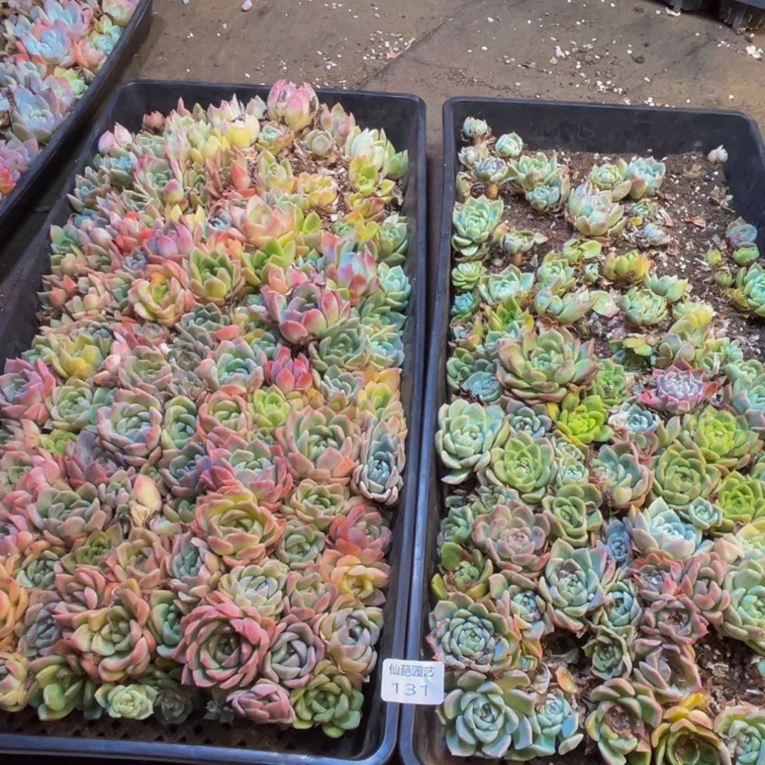 131多肉植物和植物的生长发育