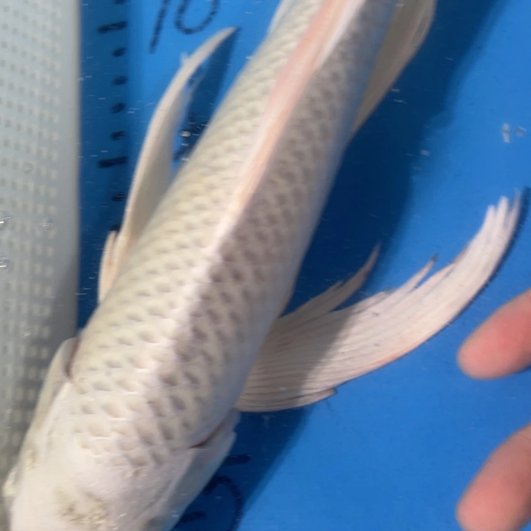 锦鲤蝴蝶锦鲤包邮包邮