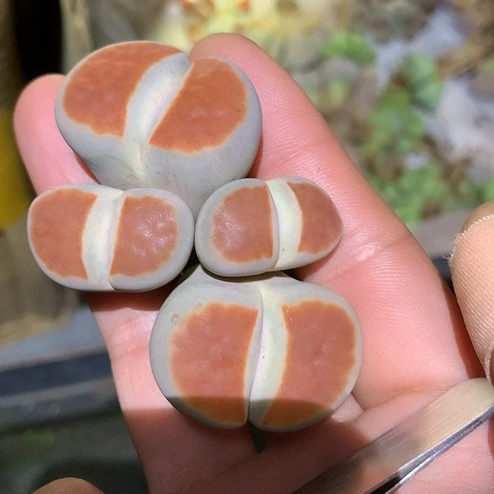 精品多肉植物精品精品全窗