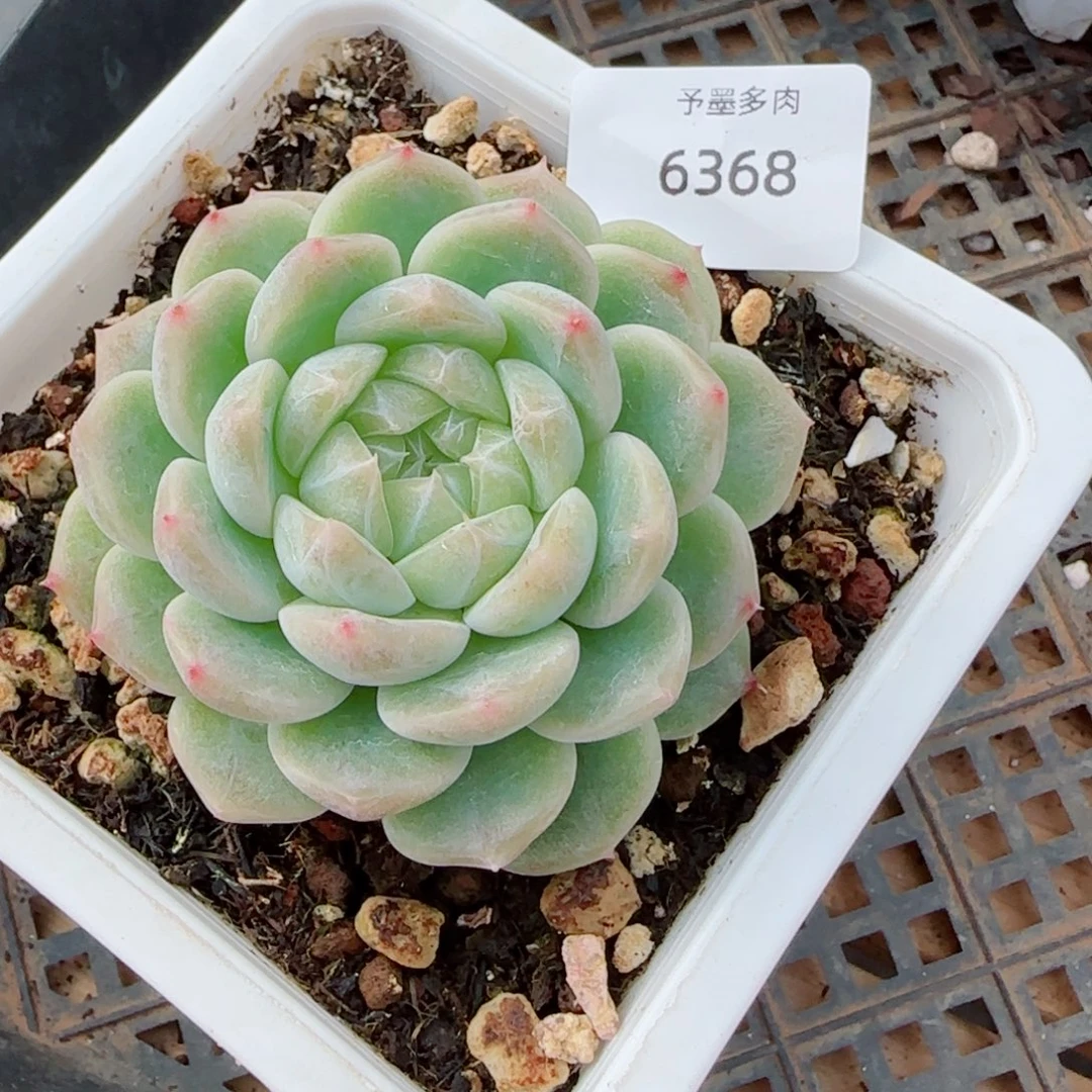 泼天富贵，6368多肉植物