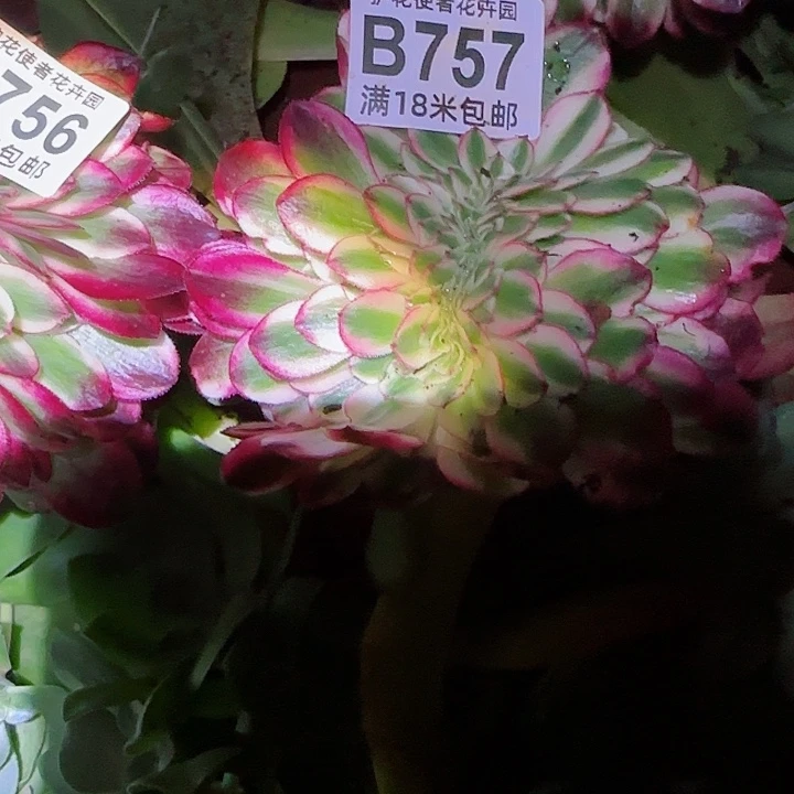 多肉 荔枝缀化多破法师