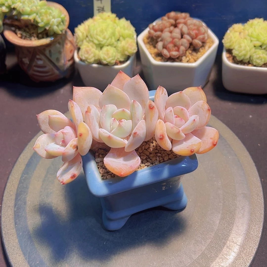 迷*兔凤橙，裸根发货，