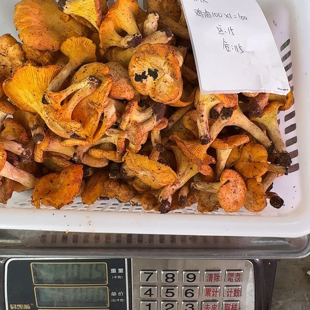 女***侠青头菌中国大陆菌子