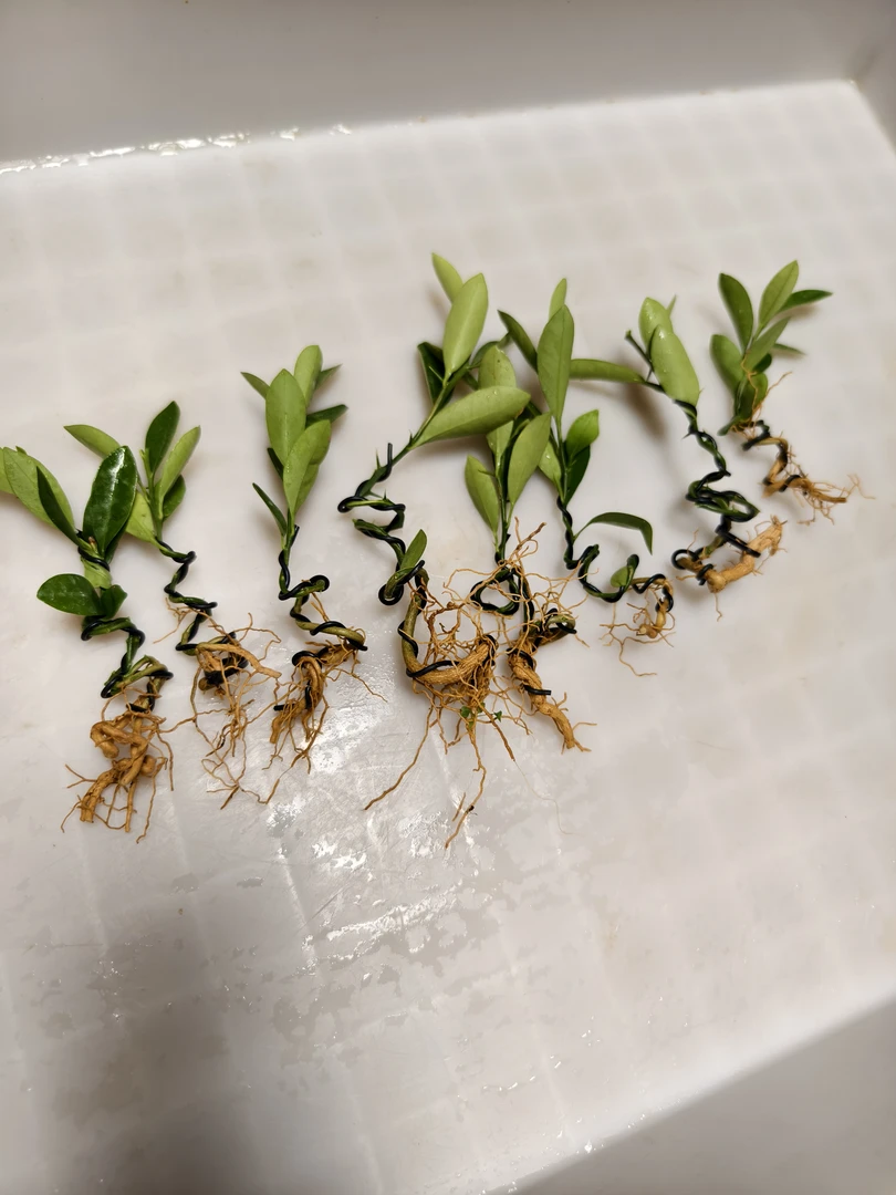 浙江海岛豆豆苗，打弯苗10棵一组，随机发货