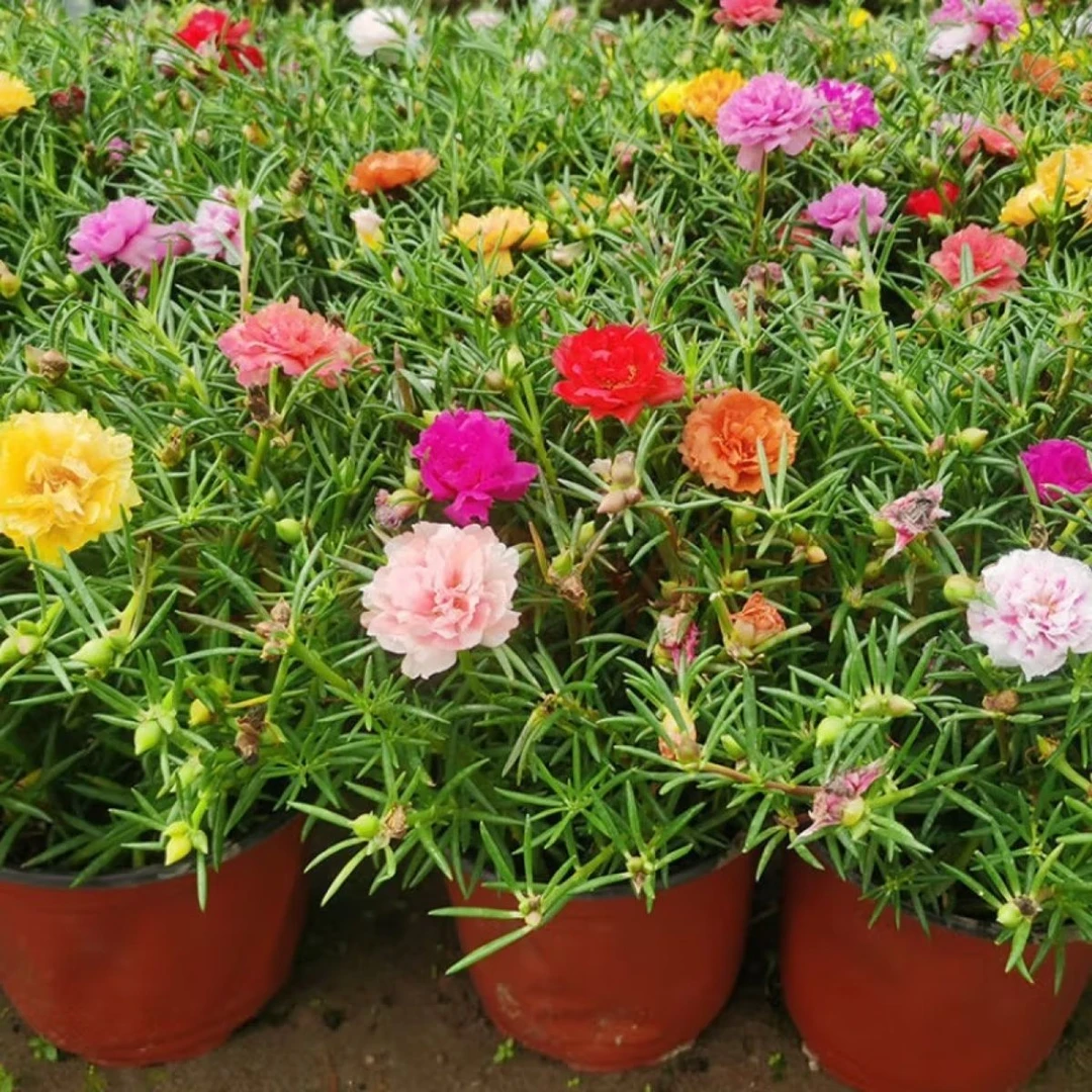 (带根带土带盆带花苞发货)重瓣太阳花带土带盆好养耐热