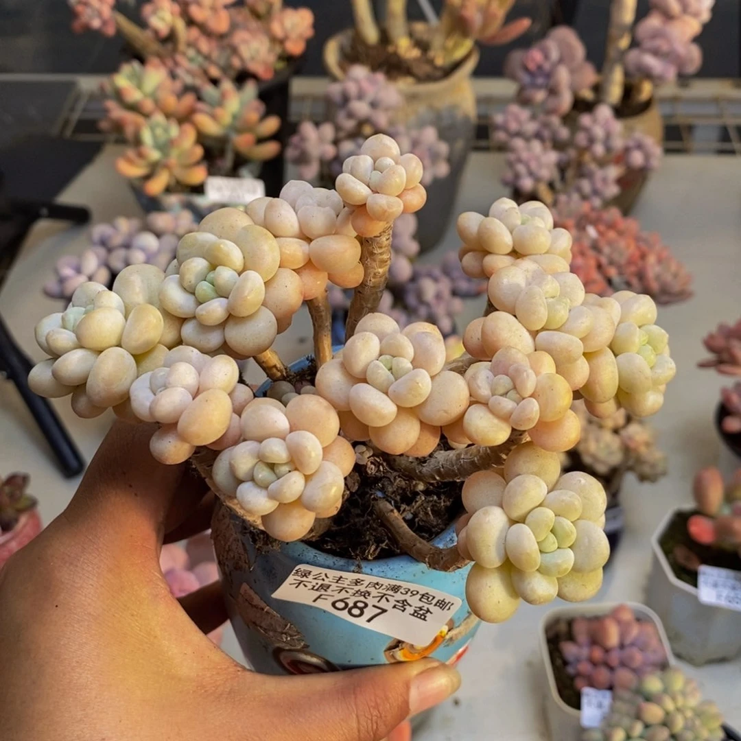 687洛可可多肉10c m