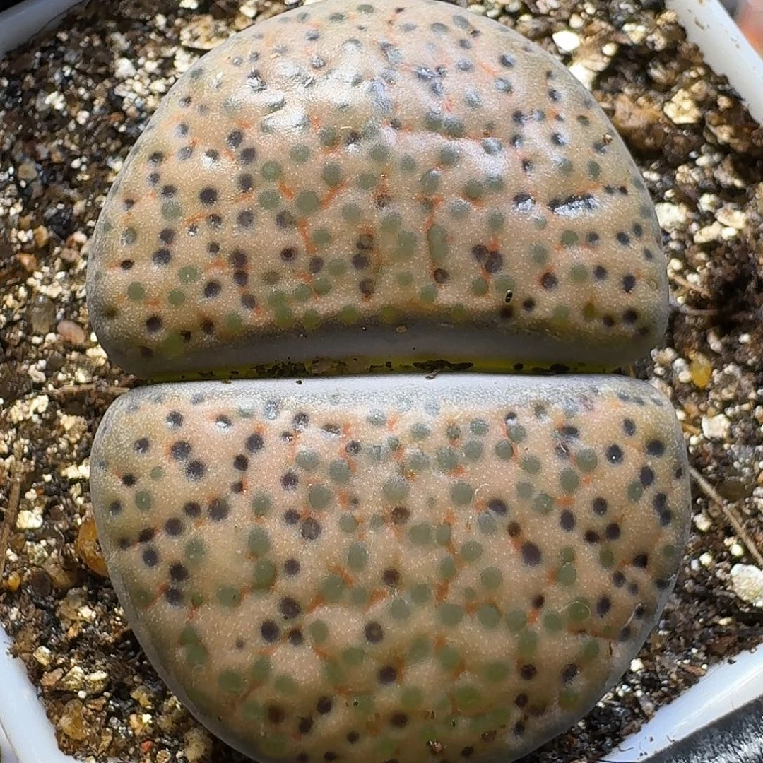 生石花1111111。  3公分。  176