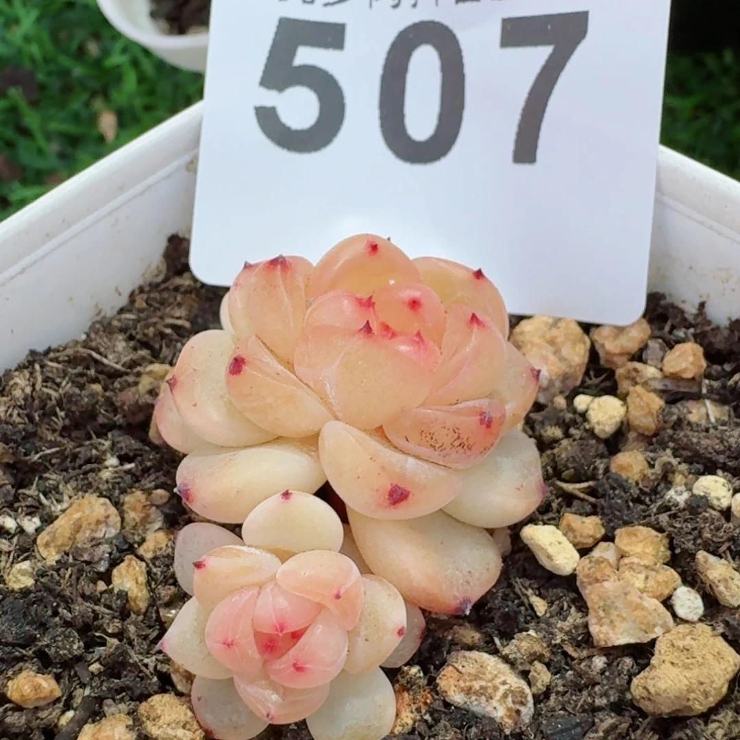 甜心         多肉植物