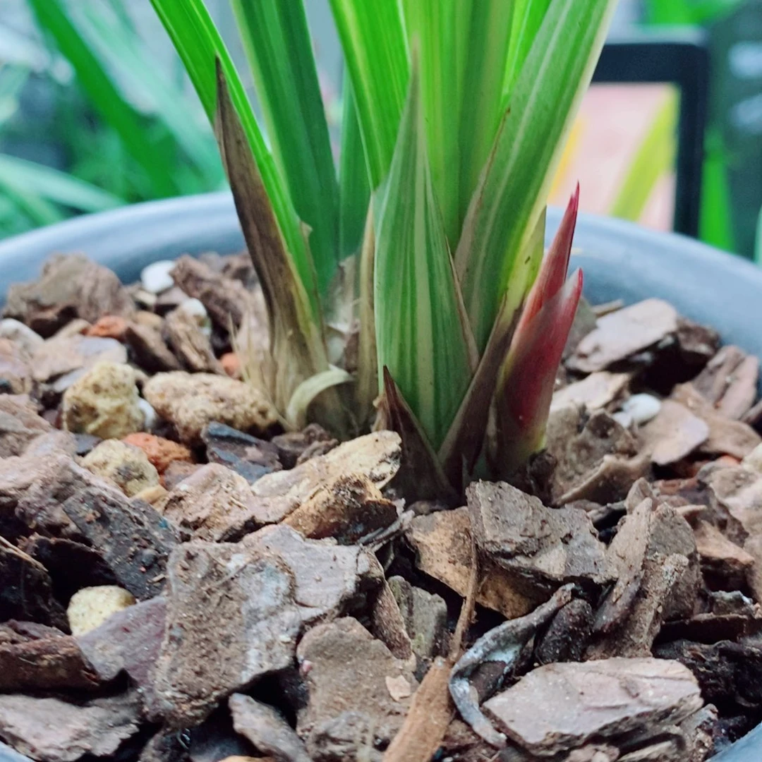 大部分花苞少量开放