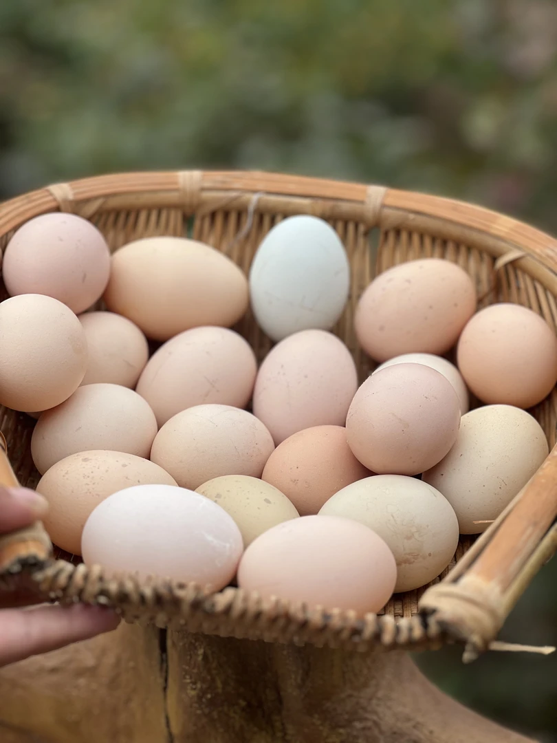 略阳散养七彩乌鸡蛋