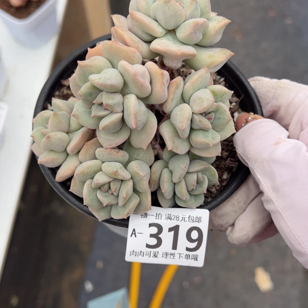 超奶多肉多多肉多肉