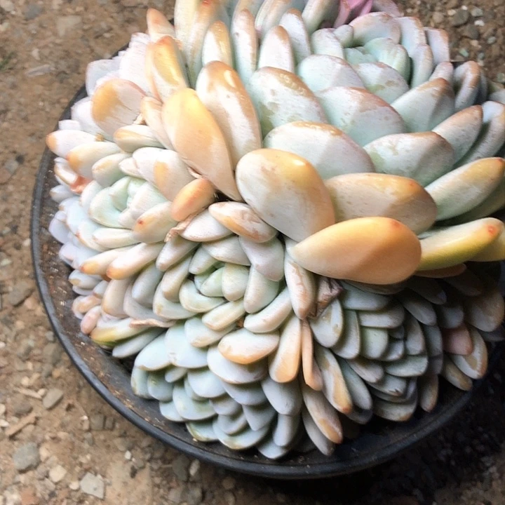 好***肉37/////////////////