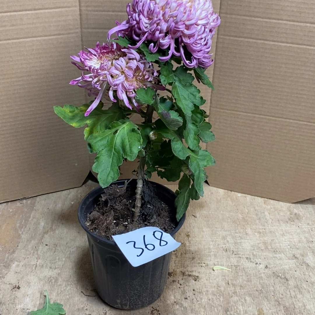 完全开放000000368