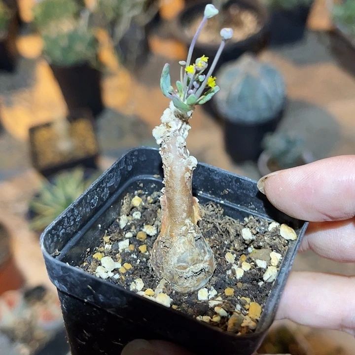 无花朵实生派马块根