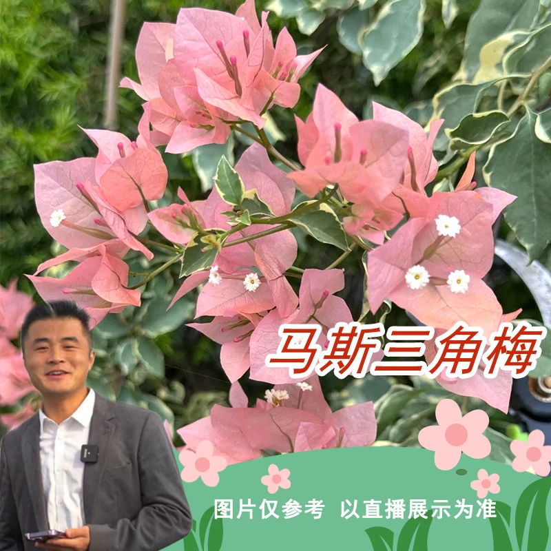 马斯三角梅复古色喜光易养护勤花室内室外阳台庭院盆栽地栽观赏